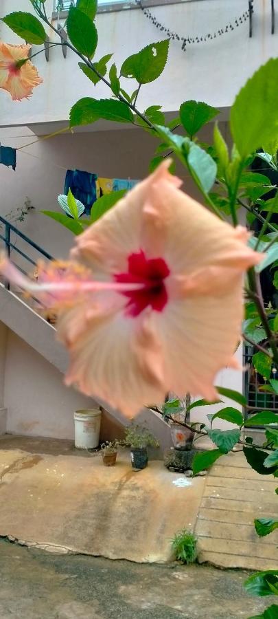 Sahasra Home Stay Hampi Hospet Exterior photo